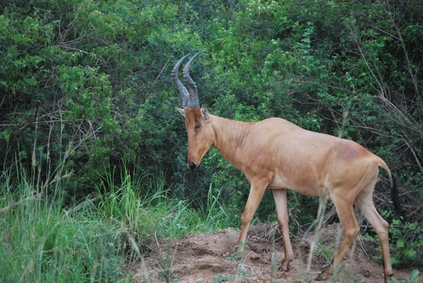 Hartebeest