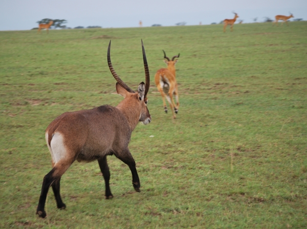 waterbok