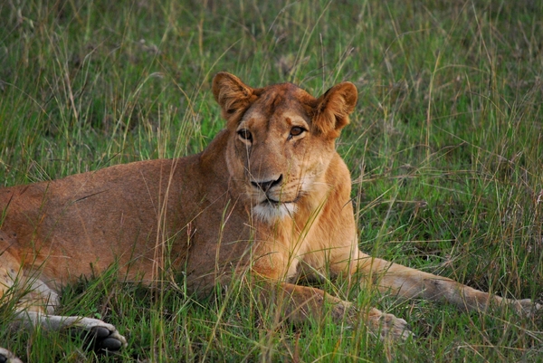 OEGANDA D8 leeuw (4)