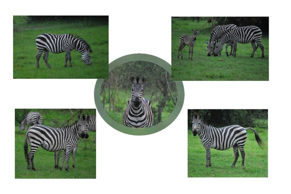 zebra's