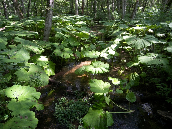 Montenegro, Biogradsko meer