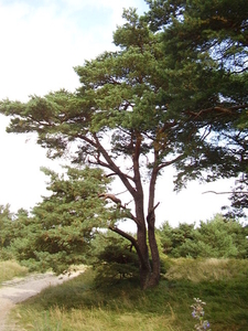 met oude bomen