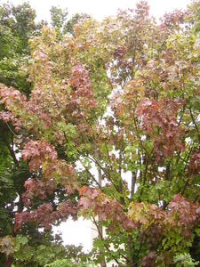 de bomen vertoonden al herfst-kenmerken