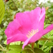 bloem van de rozebottel