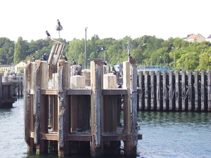 vele vogels in de haven