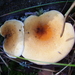 in het bos veel paddenstoelen