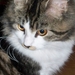 cleo