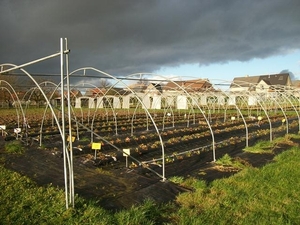 095-Streekproducten-aardbeienplantages