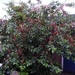 bloemmetje 008
