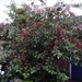 bloemmetje 009