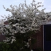 bloesem 004
