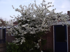 bloesem 004