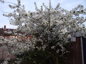 bloesem 005
