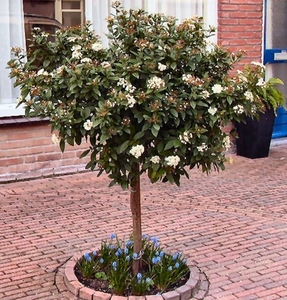compleet 053