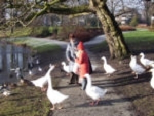 eendjes voeren