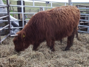 natuur 002
