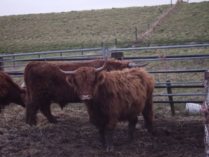 natuur 003