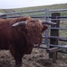 natuur 004