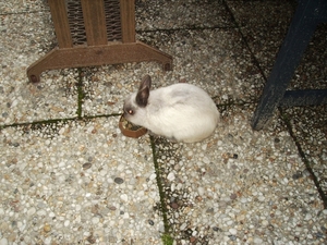 stampertje 005