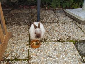 stampertje 006