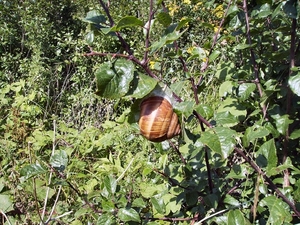 Frankrijk 011