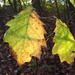 Herfst (18)
