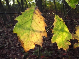Herfst (18)
