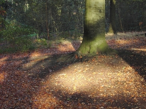 Herfst (2)