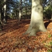 Herfst (9)