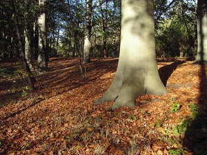 Herfst (9)