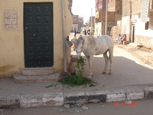 CRUISE-EGYPT.2007-08 (35)