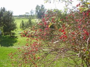 en de gemeenschappelijke tuin