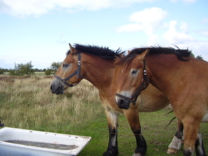 Prachtige paarden in de wei