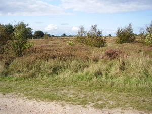 de heide is al uitgebloeid