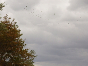 tis druk in de lucht