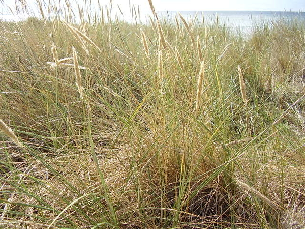 de duinen