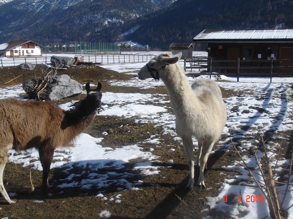 ELBIGENALP---TIROL-2008 (6)