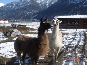 ELBIGENALP---TIROL-2008 (7)