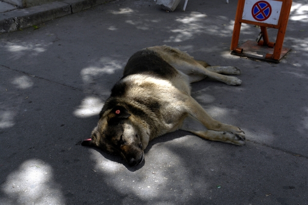 SUNNY BEACH en NESSEBAR (161)