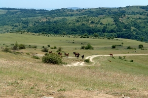 SAFARI-BULGARIJE (68)