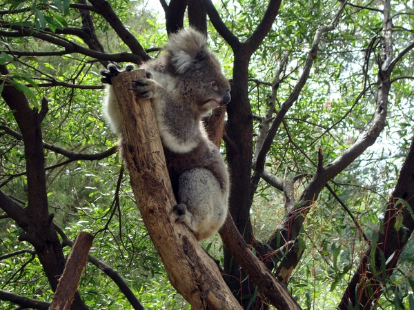 Koala3