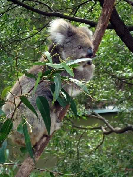 Koala7