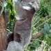 Koala8