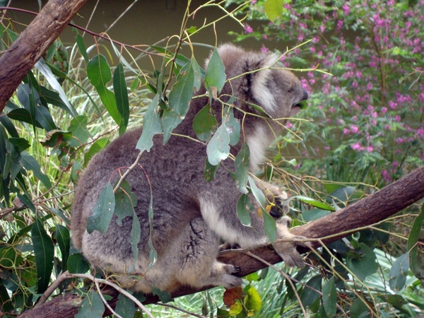 Koala10