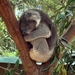 Koala12