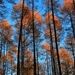 het bos bij lage zon