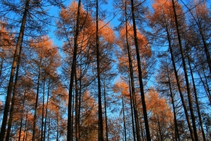 het bos bij lage zon