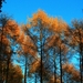 herfst in nieuwenhoven