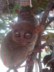 FILIP.BOHOL-2010 (45)