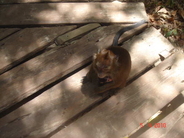 FIL.PALAWAN-----Puerto-Princesa-2010 (121)